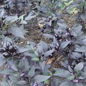 Capsicum annuum 'Black Pearl'